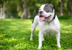 بریدن گوش سگ