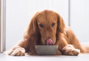 غذای پوچ سگ چیست