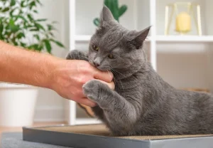 گاز گرفتن گربه