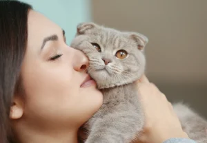 گربه اسکاتیش فولد