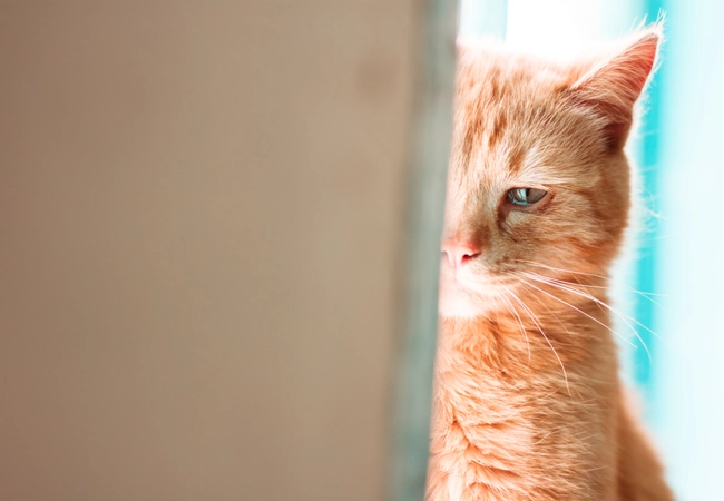 افسردگی گربه