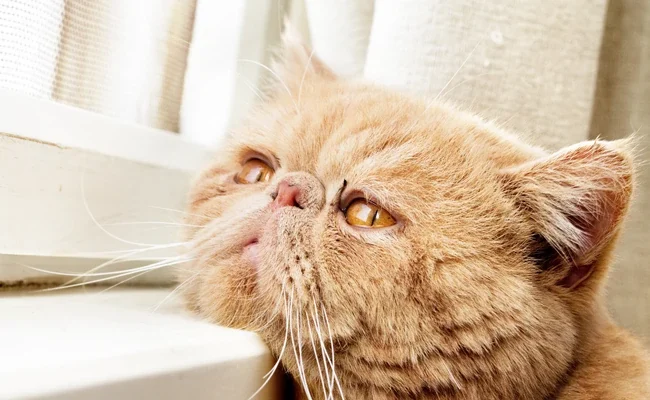 افسردگی گربه ها