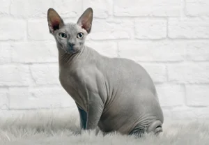 گربه بی مو یا گربه اسفینکس