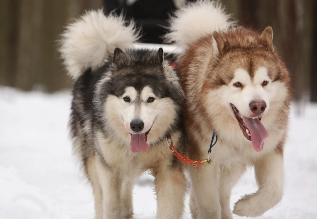 سگ هاسکی آلاسکا