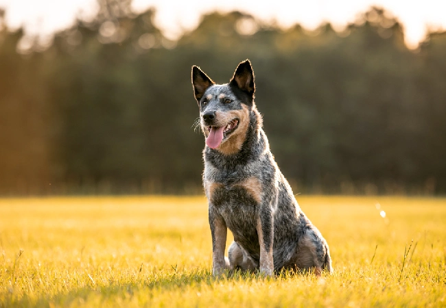 سگ با نژاد کتل استرالیایی