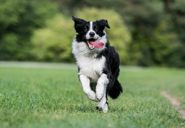 سگ نژاد بردرکولی