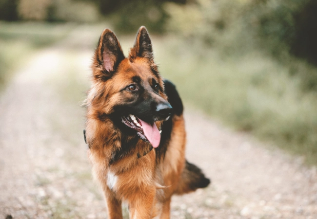 سگ ژرمن شپرد