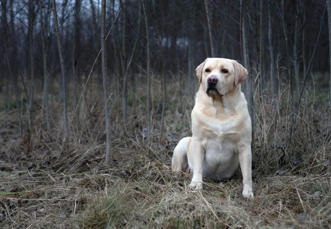 سگ لابرادور رتریور