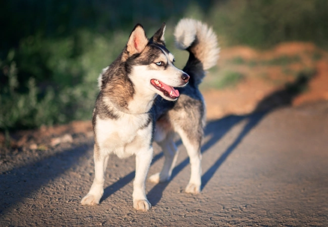 سگ مینی هاسکی