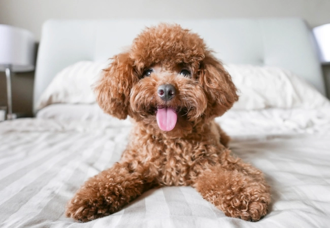 سگ با نژاد پودل