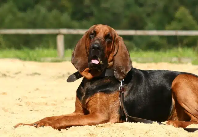 سگ نژاد بلادهوند