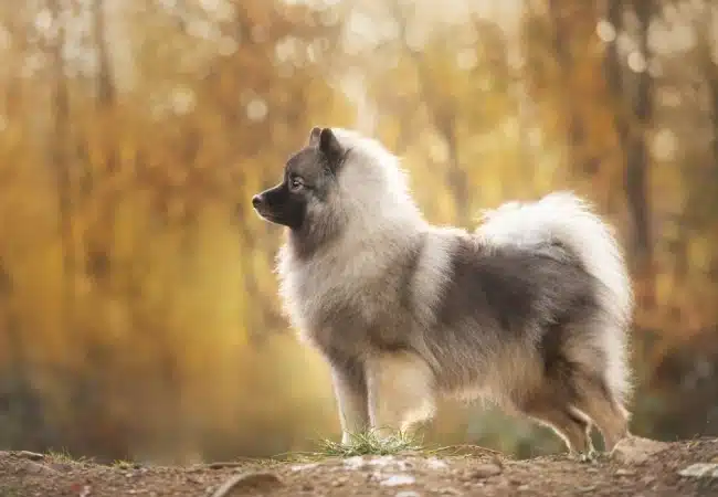 سگ نژاد کیشاند