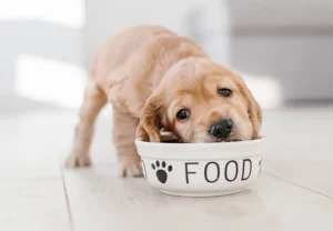 غذای توله سگ
