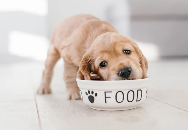 غذای توله سگ