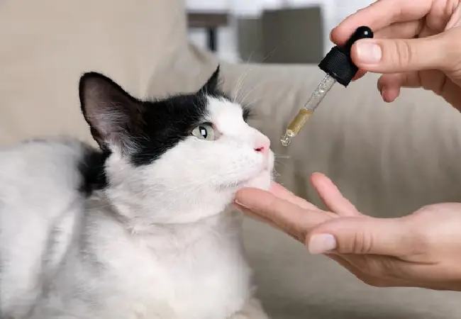 قطره سرماخوردگی گربه