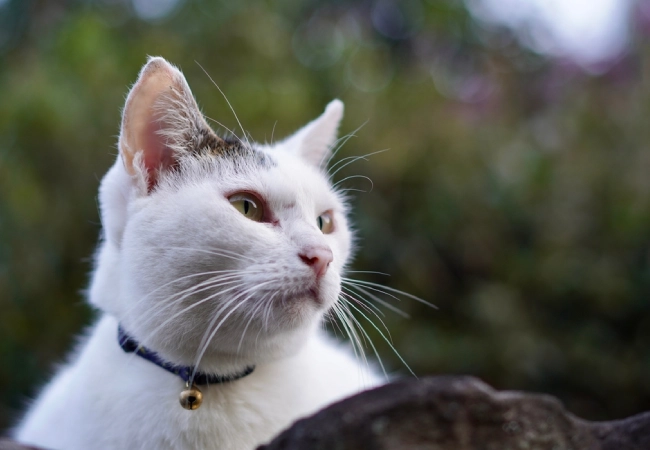 انتخاب اسم گربه نر