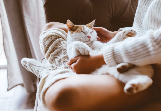 سرماخوردگی در گربه ها