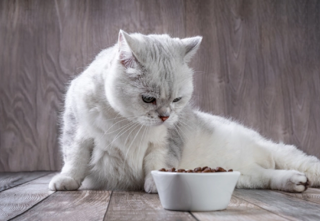 نحوه نگهداری از گربه چین چیلا