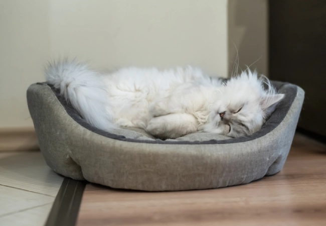 طول عمر گربه چین چیلا