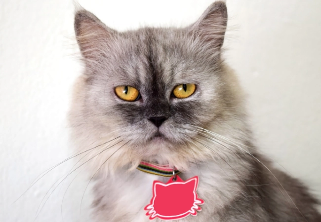 اسامی گربه نر