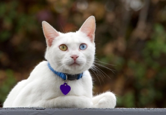 اسم گربه ماده