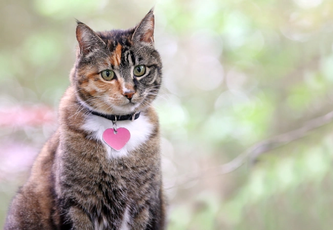 اسم گربه نر