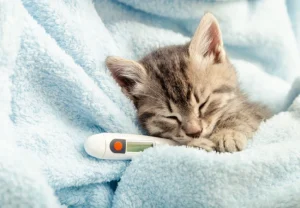 سرما خوردگی گربه