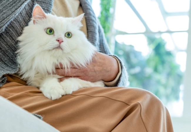 گربه نژاد چین چیلا