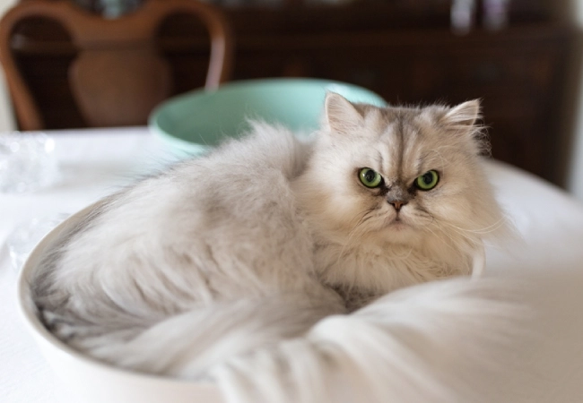 قیمت گربه چین چیلا