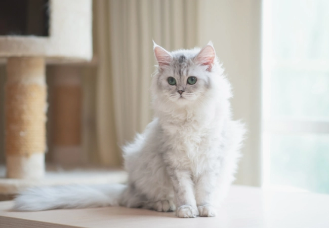 گربه چین چیلا