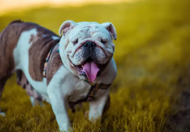 بولداگ استرالیایی