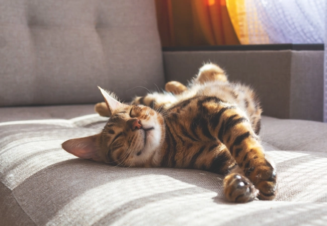 نژاد گربه بنگال