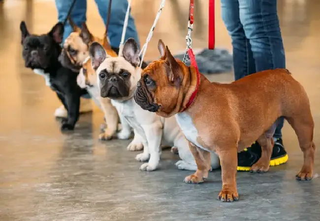 رنگ بندی سگ بولداگ