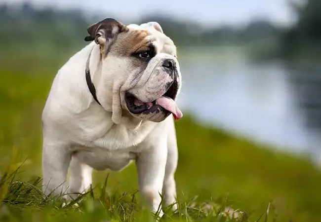 انگلیش بولداگ