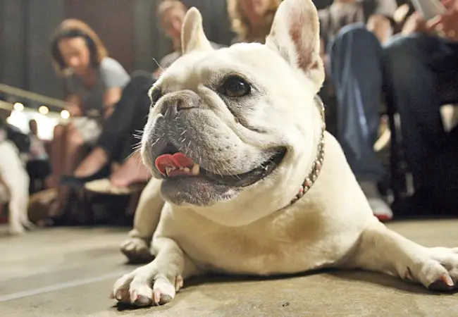 نگهداری از انگلیش بولداگ