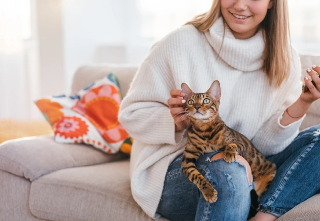 گربه بنگال خانگی