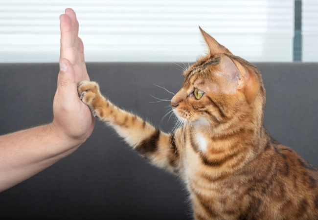 معرفی گربه بنگال