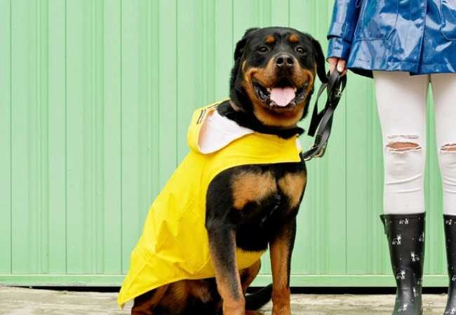 سگ روتوایلر اصیل