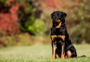 سگ روتوایلر