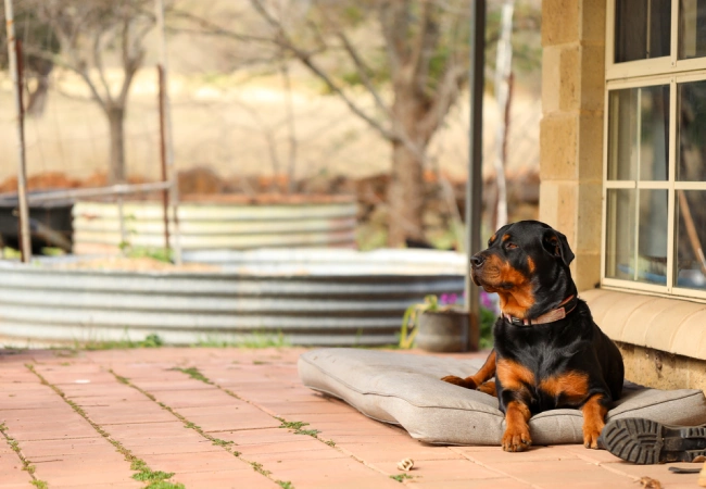 خصوصیات سگ روتویلر