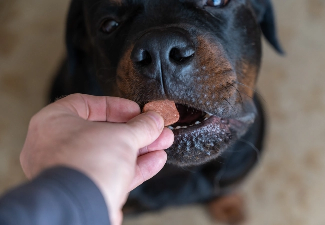 تغذیه سگ روتوایلر