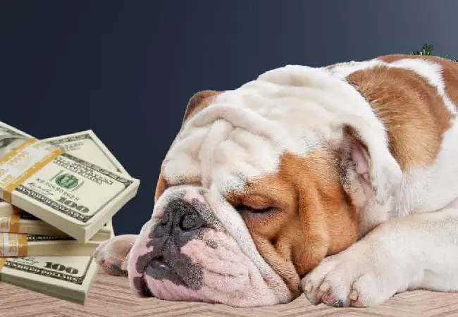 انگلیش بولداگ