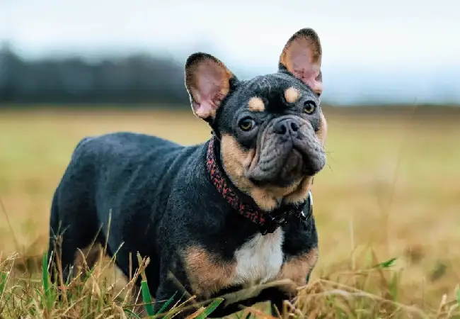 بولداگ فرانسوی