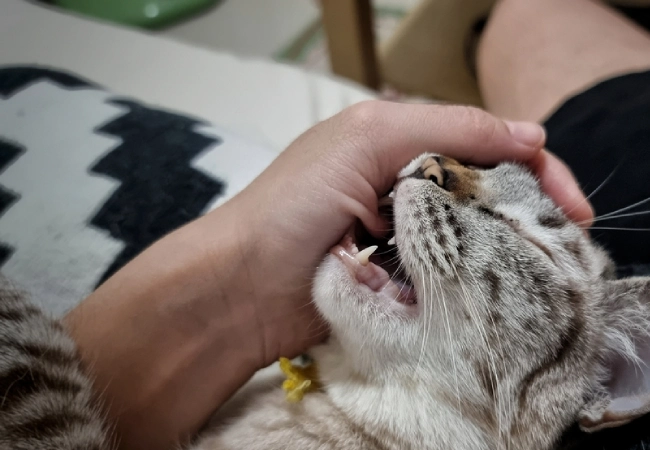 هاری گربه خانگی