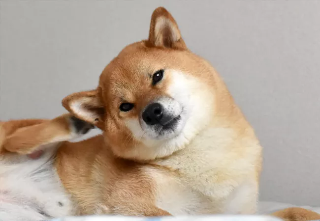 درمان خانگی خارش بدن سگ