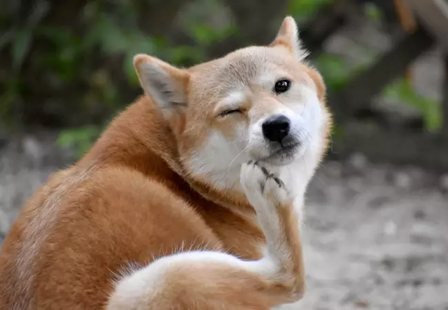 علت خارش بدن سگ