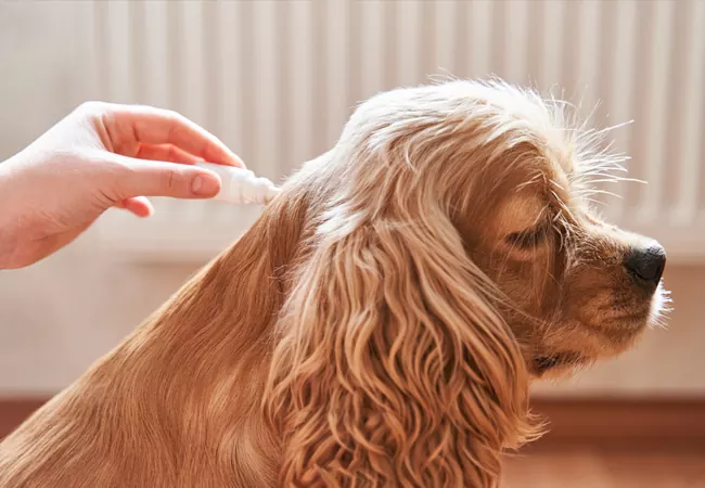 درمان خارش بدن سگ