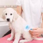 برس سگ و گربه به همراه دکمه تخلیه مو بیضی پانی کد 106012 - Image 2