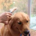 شانه گره باز کن سگ و گربه دو طرفه طرح استخوان - Image 2