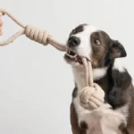 اسباب بازی طنابی سگ مدل توپی (طول 32 سانتی متری) کد 106041 - Image 4